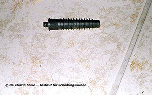 Abbildung 8: Bekämpfung der Braunen Wegameise (Lasius brunneus). In die Bohrlöcher wurden Kunststoffdübel gesteckt, die normalerweise im Holzschutz Anwendung finden.