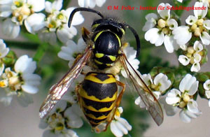 Abbildung 1: Arbeiterin der Gewöhnlichen Wespe (Paravespula vulgaris)