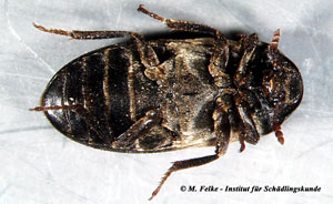 Abbildung 2: Gemeiner Speckkäfer (Dermestes lardarius) - Ventralansicht