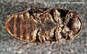 Abbildung 4: Gestreifter Speckkäfer (Dermestes bicolor) - Ventralansicht
