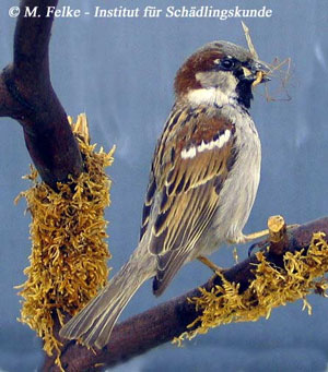 Abbildung 1: Der Haussperling (Passer domesticus) ist ein typischer Kulturfolger