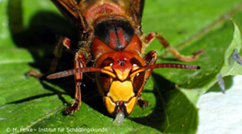 Abbildung 5: Hornissenweibchen (Vespa crabro germana) bei der Nahrungsaufnahme