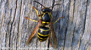 Abbildung 7: Eine Arbeiterin der Mittleren Wespe (Dolichovespula media) sammelt morsches Holz für den Nestbau