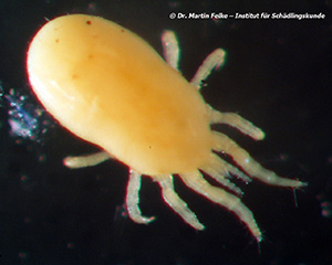 Abbildung 3: Straßentauben (Columba livia domestica) sind häufig von Roten Vogelmilben (Dermanyssus galinae) befallen