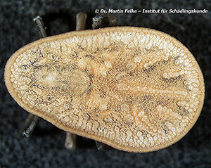 Abbildung 2: Die Taubenzecke (Argas reflexus) ist ein gefährlicher Gesundheitsschädling der häufig mit Straßentauben (Columba livia domestica) assoziiert ist