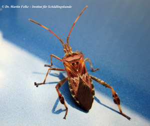 Abbildung 2: Charakteristisch für die Amerikanische Kiefernwanze (Leptoglossus occidentalis) sind die blattartig verbreiterten Tibien der Hinterbeine
