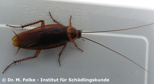 Abbildung 3: Die Amerikanische Schabe (Periplaneta americana) wird deutlich größer als die Braunbandschabe (Supella longipalpa)