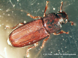 Abb. 3: In Bäckereien kommt neben dem Ofenfischchen (Thermobia domestica) regelmäßig auch der Amerikanische Reismehlkäfer (Tribolium confusum) vor