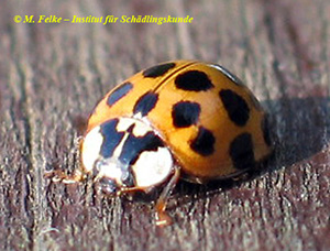 Abbildung 2: Der Asiatische Marienkäfer (Harmonia axyridis) wurde erstmals im Jahr 2000 auch in Deutschland nachgewiesen
