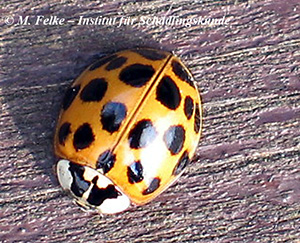 Abbildung 3: Viele Individuen des Asiatischen Marienkäfers (Harmonia axyridis) weisen auf dem Halsschild (Pronotum) eine W-förmige Zeichnung auf