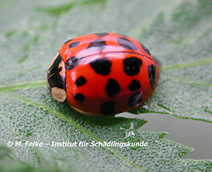 Abbildung 4: Der Asiatische Marienkäfer (Harmonia axyridis) überwintert häufig in Häusern