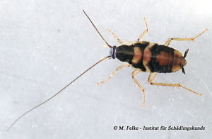 Abbildung 1: Larve der Braunbandschabe (Supella longipalpa)