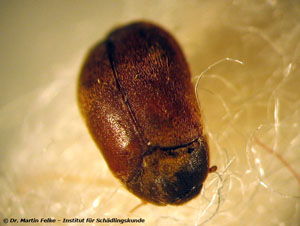 Abbildung 1: Der Braune Pelzkäfer (Attagenus smirnovi) kommt in zahlreichen Haushalten vor