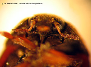 Abbildung 4: Brauner Pelzkäfer (Attagenus smirnovi) - Kopfansicht