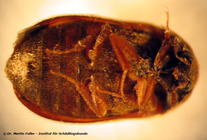 Abbildung 3: Brauner Pelzkäfer (Attagenus smirnovi) - Ventralansicht