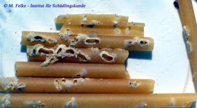 Abbildung 3: Von Brotkäfern (Stegobium paniceum) befallene Nahrungsmittel sollten nicht mehr verzehrt werden