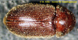 Abbildung 1: Brotkäfer - Stegobium paniceum (Dorsalansicht)