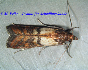 Abbildung 1: Die Dörrobstmotte (Plodia interpunctella) ist ein gefürchteter Lebensmittelschädling