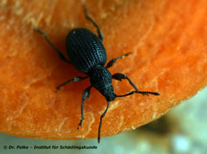 Abbildung 3: Der Erdbeerwurzelrüsselkäfer (Otiorhynchus ovatus) ist wie der Gefurchte Dickmaulrüssler (Otiorhynchus sulcatus) ein Pflanzenschädling