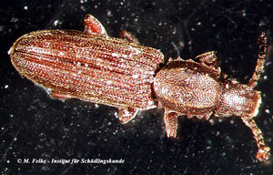 Abbildung 3: Der Erdnussplattkäfer (Oryzaephilus mercator) ist leicht mit dem Getreideplattkäfer (Oryzaephilus surinamensis) zu verwechseln