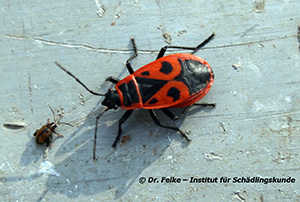 Abbildung 4: Die Feuerwanze (Pyrrhocoris apterus) bleibt deutlich kleiner als die Amerikanische Kiefernwanze (Leptoglossus occidentalis)