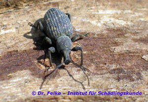 Abbildung 1: Der Kopf ist beim Gefurchten Dickmaulrüssler (Otiorhynchus sulcatus) rüsselförmig verlängert