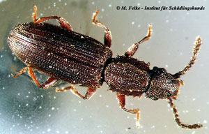 Abbildung 1: Der Getreideplattkäfer (Oryzaephilus surinamensis) gehört weltweit zu den bedeutendsten Vorratsschädlingen
