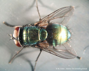 Abb. 6: Die Goldfliege (Lucilia sericata) ist nah mit der Schmeißfliege (Calliphora vicina) verwandt