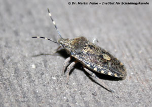 Abbildung 3: Auch die einheimische Graue Feldwanze (Rhaphigaster nebulosa) überwintert wie die Amerikanische Kiefernwanze (Leptoglossus occidentalis) regelmäßig in Gebäuden