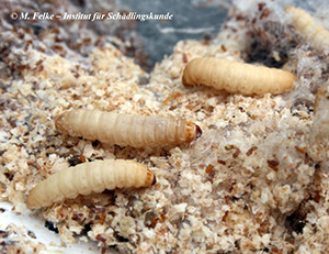 Abbildung 1: Die Große Wachsmotte (Galleria mellonella) gilt in der Imkerei als gefürchteter Schädling