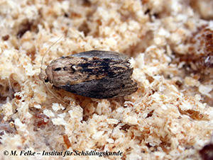 Abbildung 2: Die Große Wachsmotte (Galleria mellonella) nimmt als Falter keine Nahrung mehr zu sich