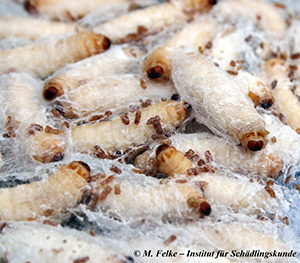 Abbildung 3: Die Larven der Großen Wachsmotte (Galleria mellonella) verpuppen sich in einem selbst gesponnenen Kokon