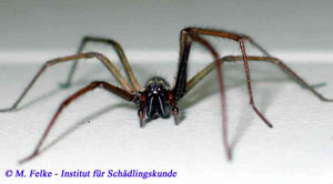 Abb. 3: Die Hausspinne (Tegenaria atrica) kommt in Mitteleuropa regelmäßig in Häusern vor