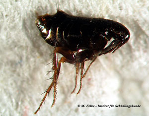 Abbildung 1: Der Hühnerfloh (Ceratophyllus gallinae) kann sich in Hühnerställen massenhaft vermehren