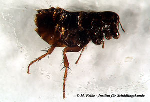 Abb. 3: Der Hühnerfloh (Ceratophyllus gallinae) unterscheidet sich vom Menschenfloh (Pulex irritans) u. a. durch die Stachelkämme am Kopf