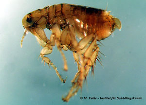 Abb. 2: Der Igelfloh (Archaeopsylla erinacei) ist ebenso wie der Menschenfloh (Pulex irritans) ein Hygieneschädling