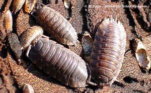 Abb. 2: Die Kellerassel (Porcellio scaber) hat ähnliche Lebensansprüche wie die Mauerassel (Oniscus asellus)