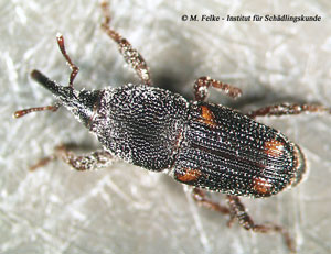 Abb. 2: Der Maiskäfer (Sitophilus zeamais) sieht dem Reiskäfer (Sitophilus oryzae) sehr ähnlich