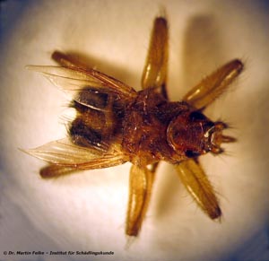 Abb. 1: Die Mauerseglerlausfliege (Crataerina pallida) lebt als blutsaugender Ektoparasit in den Nestern des Mauerseglers (Apus apus)