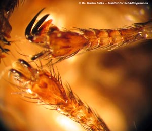 Abb. 3: Mit ihren langen und scharfen Klauen können sich Mauerseglerlausfliegen (Crataerina pallida) hervorragend im Gefieder ihrer Wirtsvögel festhalten