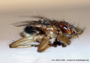 Abb. 2: Der Körper der Mauerseglerlausfliege (Crataerina pallida) ist dorsoventral abgeflacht