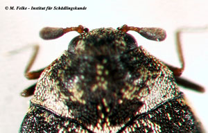 Abb. 2: Die achtgliedrigen Antennen des Museumskäfers (Anthrenus museorum) enden in einer zweigliedrigen Fühlerkeule