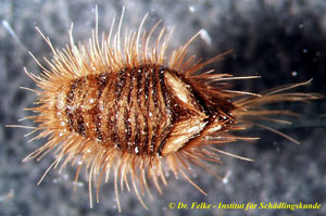 Abb. 4: Eine Larve des Museumskäfers (Anthrenus museorum)