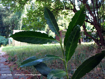 Abbildung 4: Die Anwesenheit des Gefurchten Dickmaulrüsslers (Otiorhynchus sulcatus) ist leicht am sog. Buchtenfraß der Käfer zu erkennen