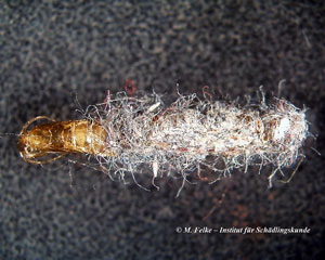 Abb. 1: Gespinst der Pelzmotte (Tinea pellionella)