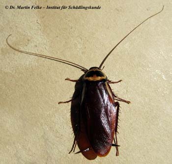 Abbildung 2: Australische Schaben (Periplaneta australasiae) unterscheiden sich von der Amerikanischen Schabe (Periplaneta americana) durch die gelben Längsbinden an der Basis der Vorderflügel