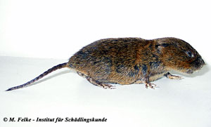 Abb. 1: Der Körper der Schermaus (Arvicola terrestris) wirkt relativ gedrungenAbb. 1: Der Körper der Schermaus (Arvicola terrestris) wirkt relativ gedrungen