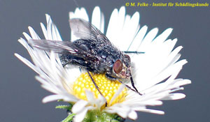 Abb. 1: Die Schmeißfliege (Calliphora vicina) legt ihre Eier gezielt an tierischen Nahrungsmitteln ab