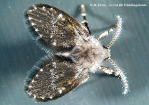 Abb. 2: Schmetterlingsmücken (Psychodidae) sind schlechte Flieger