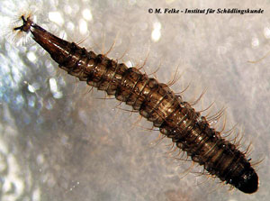 Abb. 2: Die Larven der Schmetterlingsmücken (Psychodidae) leben aquatisch oder in feuchten Substraten